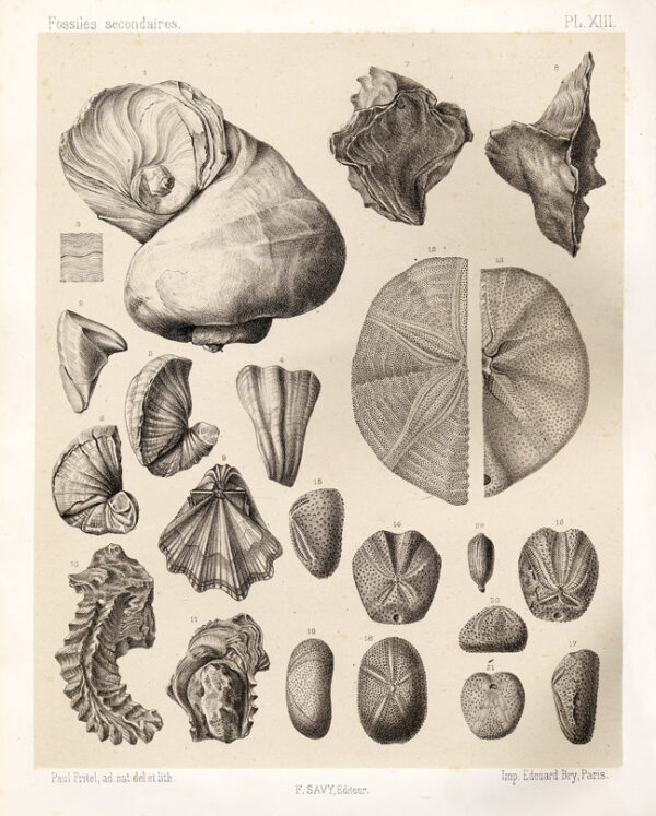 Fossiles-caracteristiques-des-terrains-sedimentaires-dessines-sous-la-direction-de-M.A.-de-Lapparent-drsquoapres-la-collection-de-lrsquoInstitut-Catholique-de-Paris-par-Paul-Fritel.-Fossiles-primaires-Fossiles-secondaires-Fossiles-tertiaires