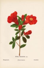 Fleurs-de-la-Palestine.-54-feuilles-en-chromolithographie-dessinees-drsquoapres-nature