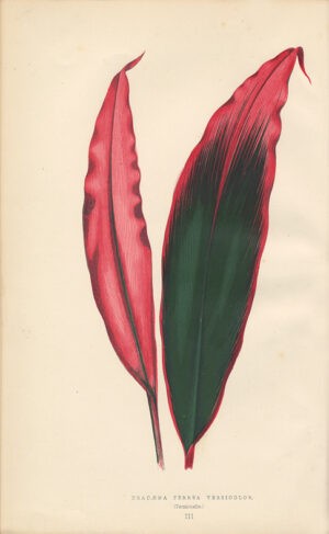 Plantes-Les-a-feuillage-colore.-Histoire-description.-Culture.-Emploi-des-especes-les-plus-remarquables-pour-la-decoration-des-Parcs.-Jardins.-Serres.-Appartements.-Precede-drsquoune-introduction-de-Charles-Naudin.-Deuxieme-edition-revue-et-augmentee-de-nouvelles-gravures-illustree-de-60-chromo-typographies-et-de-60-gravures-sur-bois-par-tome