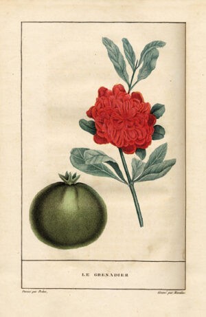 Le-Panier-de-fruits-ou-descriptions-botaniques-et-notices-historiques-des-principaux-fruits-cultives-en-France