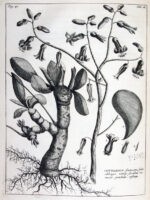 Rariorum-Africanarum-plantarum-ad-vivum-delineatarum-Iconibus-ac-descriptionibus-illustratarum.-Decades-X