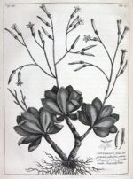 Rariorum-Africanarum-plantarum-ad-vivum-delineatarum-Iconibus-ac-descriptionibus-illustratarum.-Decades-X