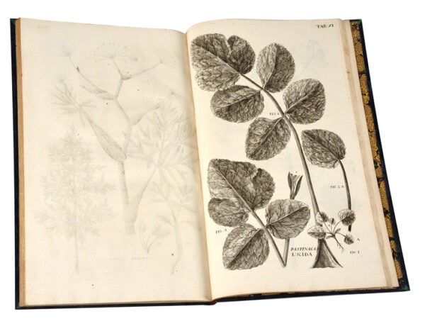 Illustrationes-et-observationes-Botanicae-ad-specierum-historiam-facientes.-Seu-rariorum-plantarum-indigenarum-pyrenuicarum-exoticarum-8230-cum-iconibus-ex-naturae-typo-et-magnitudine-naturali-ab-auctore-delineatis