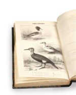 Ornithologie-du-Dauphine-ou-description-des-oiseaux-observes-dans-les-departements-de-lIsere-de-la-Drome-des-Hautes-Alpes-et-des-contrees-voisines-par-Hippolyte-Bouteille-pharmacien-avec-la-collaboration-de-M.-de-Labatie-ouvrage-contenant-300-sujets-dessines-dapres-nature-par-M.V.-Cassien