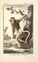 Recueil-de-planches-dhistoire-naturelle-dont-la-description-se-trouve-dans-les-dictionnaires-ou-autres-ouvrages-qui-ont-rapport-a-cette-science-precede-dune-classification-methodique-et-suivi-dune-Table-alphabetique-Exemplaire-unique.-Singes-par-Latreille-manuscrit