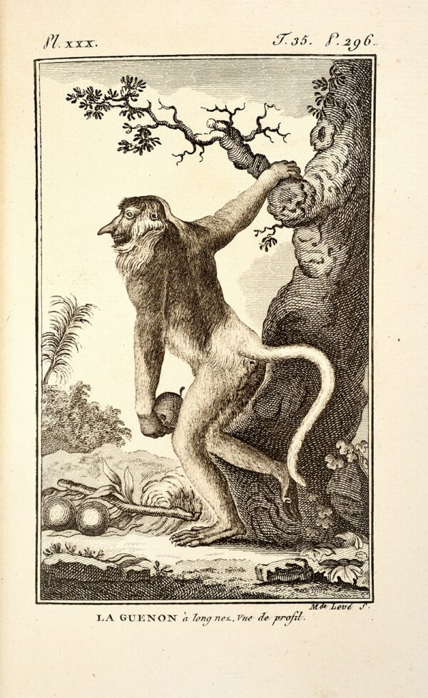 Recueil-de-planches-dhistoire-naturelle-dont-la-description-se-trouve-dans-les-dictionnaires-ou-autres-ouvrages-qui-ont-rapport-a-cette-science-precede-dune-classification-methodique-et-suivi-dune-Table-alphabetique-Exemplaire-unique.-Singes-par-Latreille-manuscrit