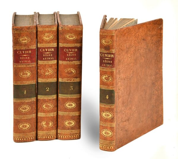 Le-Regne-animal-distribue-dapres-son-organisation-pour-servir-de-base-a-lhistoire-naturelle-des-animaux-et-dintroduction-a-lanatomie-comparee.-Avec-Figures-dessinees-dapres-nature Le-Regne-animal-distribue-dapres-son-organisation-pour-servir-de-base-a-lhistoire-naturelle-des-animaux-et-dintroduction-a-lanatomie-comparee.-Avec-Figures-dessinees-dapres-nature