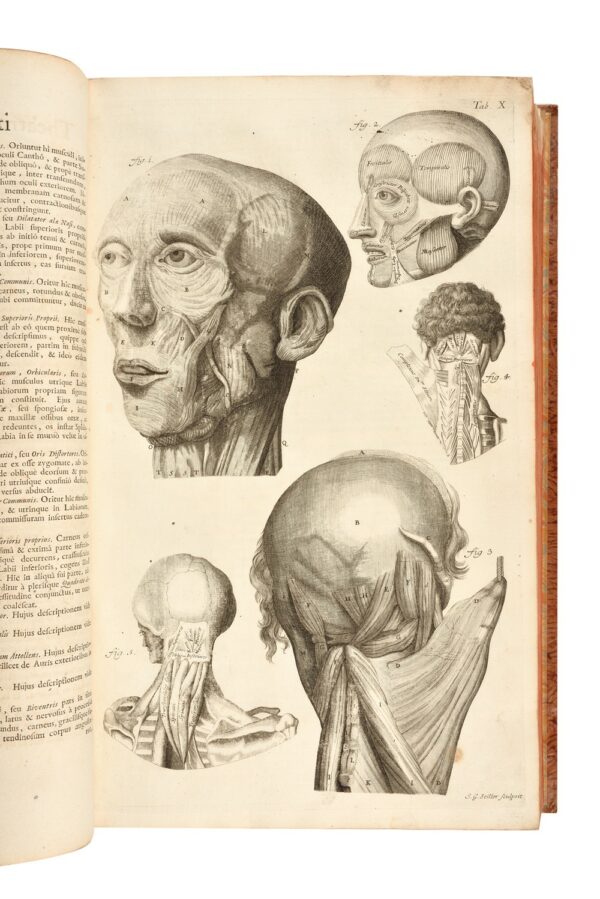 Theatrum-anatomicum-8230-adjecta-sunt-in-calcem-celeberrimi-Barth.-Eustachii8230 Theatrum-anatomicum-8230-adjecta-sunt-in-calcem-celeberrimi-Barth.-Eustachii8230