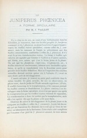 Le-Juniperus-phoenicea-a-forme-spiculaire